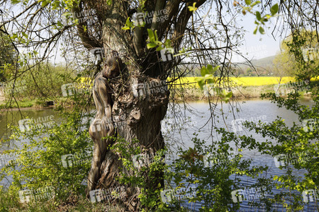 NATURE ART: Baum am Fischteich / Tree at the Fish Pond Bodypainting