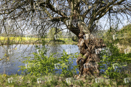 NATURE ART: Baum am Fischteich / Tree at the Fish Pond Bodypainting