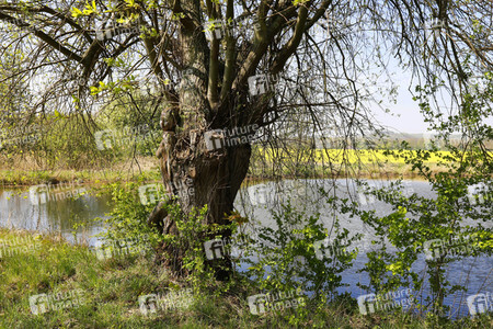 NATURE ART: Baum am Fischteich / Tree at the Fish Pond Bodypainting