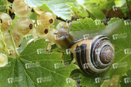 Symbolfoto Bänderschnecke