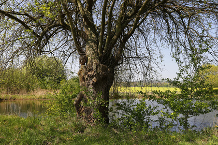 NATURE ART: Baum am Fischteich / Tree at the Fish Pond Bodypainting