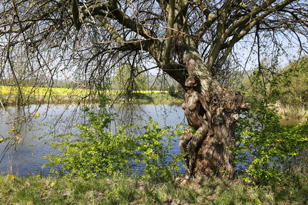 NATURE ART: Baum am Fischteich / Tree at the Fish Pond Bodypainting