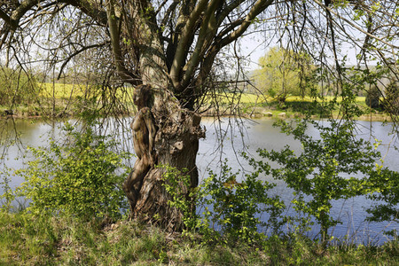 NATURE ART: Baum am Fischteich / Tree at the Fish Pond Bodypainting