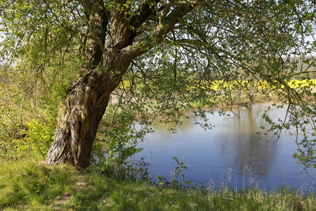 NATURE ART: Baum am Fischteich / Tree at the Fish Pond Bodypainting