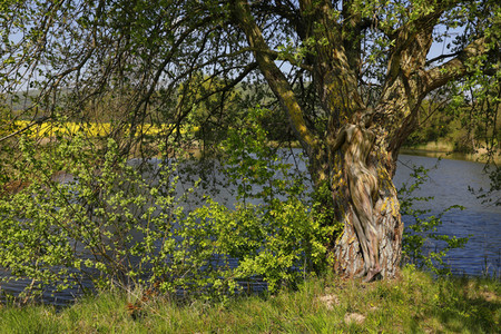 NATURE ART: Baum am Fischteich / Tree at the Fish Pond Bodypainting