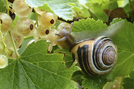 Symbolfoto Bänderschnecke